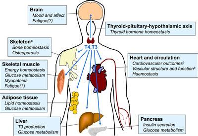lv function hypothyroid